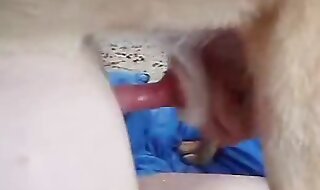 animal sex