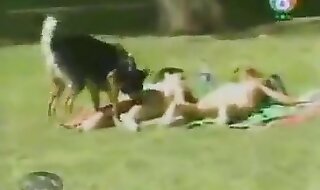 perros