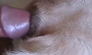Bestiality and ZOO porn video